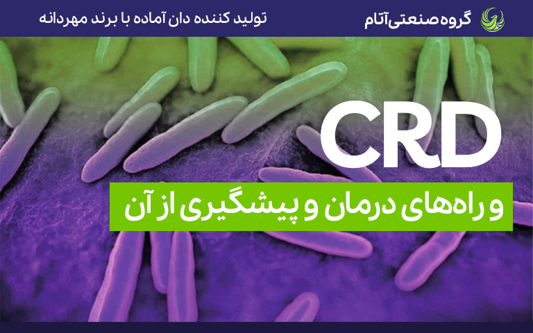 بیماری مزمن تنفسی در طیور و راههای درمان و پیشگیری